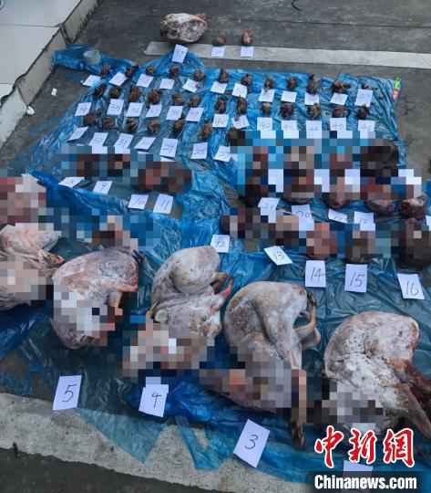 查获的动物尸体。平阳公安供图  温州破获非法猎杀国家保护动物案 查获动物尸体61份