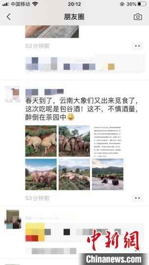 图为微信朋友圈疯传的大象醉倒茶园照片。 微信朋友圈截图   大象偷喝30公斤酒醉倒西双版纳茶园?官方:情况不实