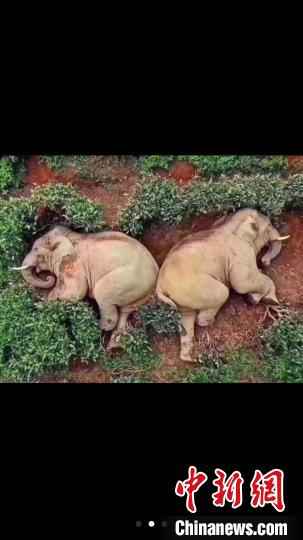 图为微信朋友圈疯传的大象醉倒茶园照片。 微信朋友圈截图 摄  大象偷喝30公斤酒醉倒西双版纳茶园?官方:情况不实