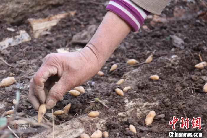 图为文县白皂村“育药人”手工播撒天麻种子。 闫姣 摄  甘肃文县“聋山”渐通途 高山居民拓荒地里种药材